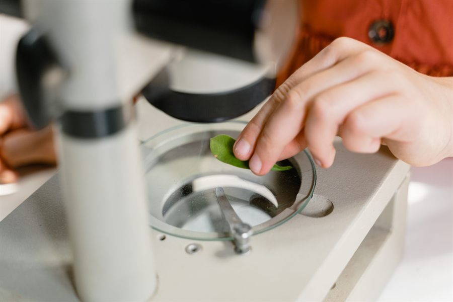 A child placing a leaf on a microscope